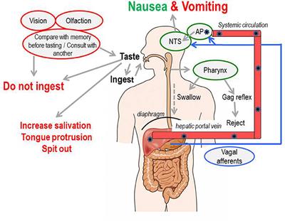 A History of Drug Discovery for Treatment of Nausea and Vomiting and the Implications for Future Research